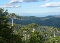 Nahuelbuta National Park in Araucania