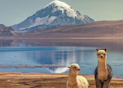 Lauca National Park in Arica
