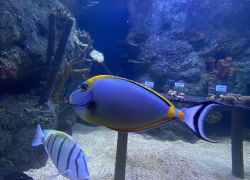 Aquarium Maurice in Pointe Aux Piments