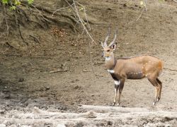 Lengwe National Park in Chikwawa