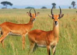 Kasungu National Park in Kasungu