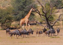 Kalahari Gemsbok National Park