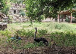 Jaipur Zoo in Jaipur