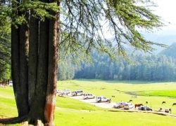 Panch Pandav Tree in Khajjiar