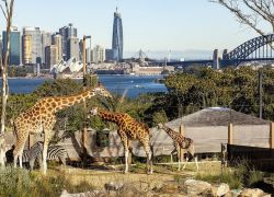 Taronga Zoo in Sydney