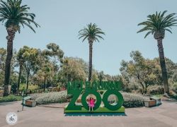 Melbourne Zoo in Melbourne