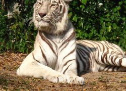 Chiang Mai Zoo in Chiang Mai