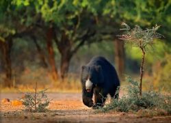 Rajaji National Park in Haridwar