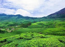 Tea Gardens in Munnar
