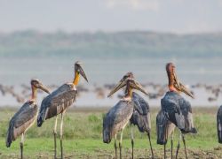 Deepor Beel Bird Sanctuary in Guwahati
