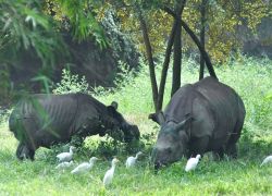 Assam State Zoo cum Botanical Garden in Guwahati