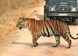 Jungle Safari in Panna National Park in 