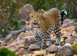 Panna National Park