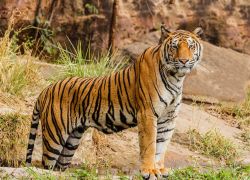 Corbett Tiger Reserve in 