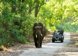 Jim Corbett National Park