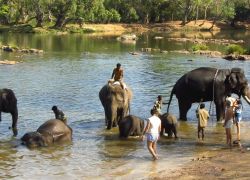 Dubare Elephant Camp