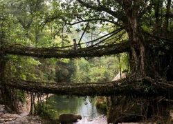 Living Root Bridges