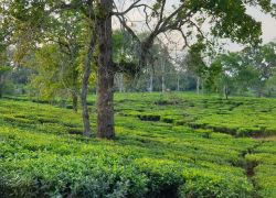 Tea Gardens in Bagdogra