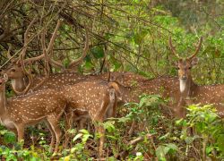 Mahananda Wildlife Sanctuary in Bagdogra