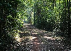 Cotigao Wildlife Sanctuary in Goa