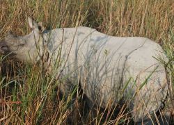 Panbari Reserve Forest in Golaghat