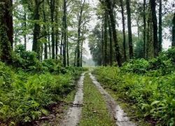 Chilapata Forest in Jalpaiguri
