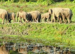Chapramari Wildlife Sanctuary in Jalpaiguri