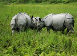 Jaldapara National Park