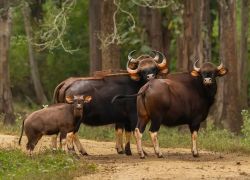 Ralamandal Wildlife Sanctuary in Indore