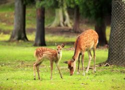 Deer Park