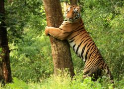 Kanha Tiger Reserve