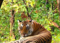 Pench National Park