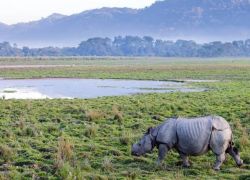 Kaziranga National Park