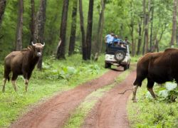 Tadoba National Park in Nagpur