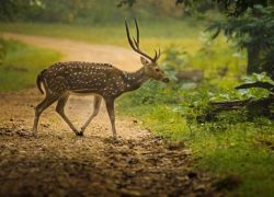 Nagzira Wildlife Sanctuary in Nagpur