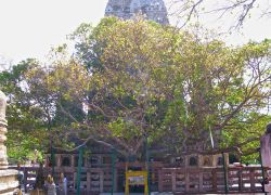 Bodhi Tree