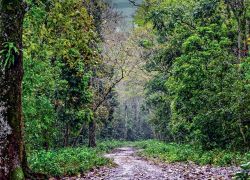 Jokai Botanical Garden in Dibrugarh