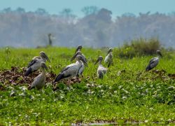 Dibru-Saikhowa National Park in Dibrugarh