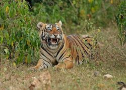 Sariska Tiger Reserve in Sariska