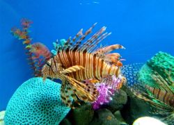 Ratnagiri Marine Aquarium in Ratnagiri