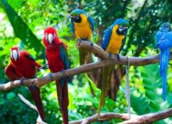 Parrot Island
