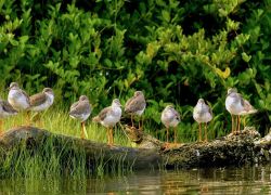 Kadalundi Bird Sanctuary in Calicut