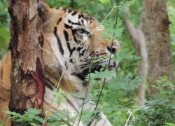 Tyavarekoppa Lion and Tiger Safari in Shimoga
