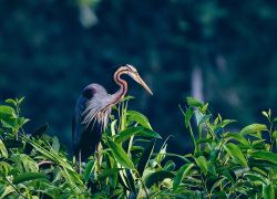 Kumarakom Bird Sanctuary in Kottayam