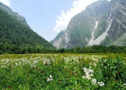 Valley of Flowers National Park in Govindghat