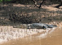 Bhitarkanika National Park in Cuttack