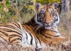 Tadoba Andhari Tiger Reserve in Chandrapur