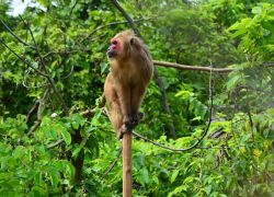 Rangapahar Reserve Forest in Dimapur