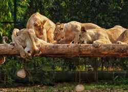 Kevadia Zoological Park in Narmada
