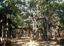 Kabirvad in Narmada